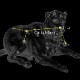 Sirius juga dikenal sebagai “The Dog Star” (Bintang Anjing) karena ia merupakan bintang paling terang di rasi Canis Mayor / Anjing Besar / The Big Dog. Kredit : starrynighteducation